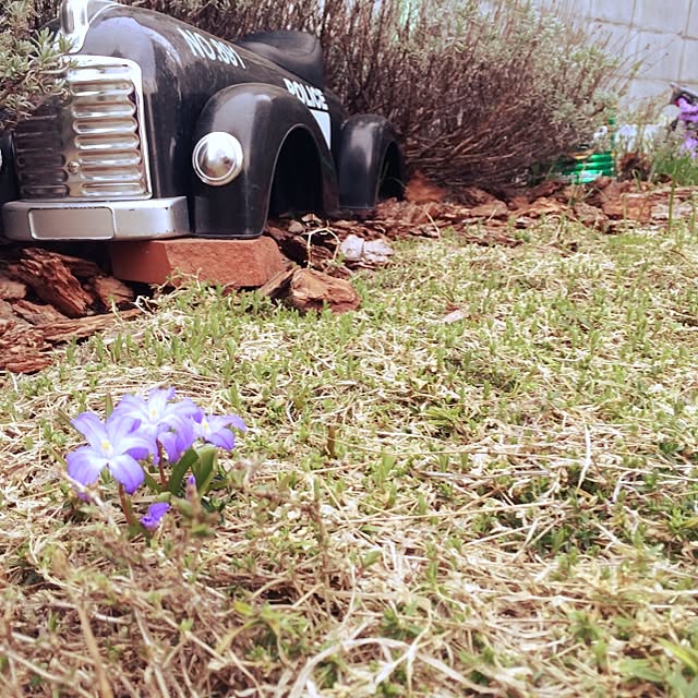 maiさんの実例写真