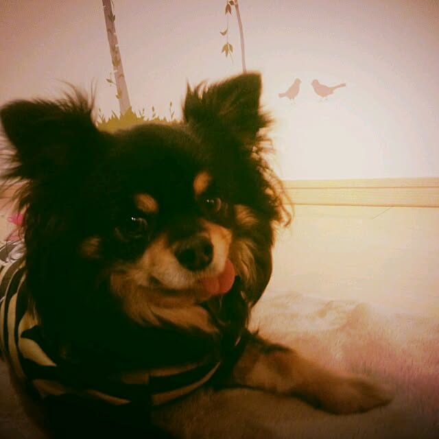 asa.haruaoさんの実例写真