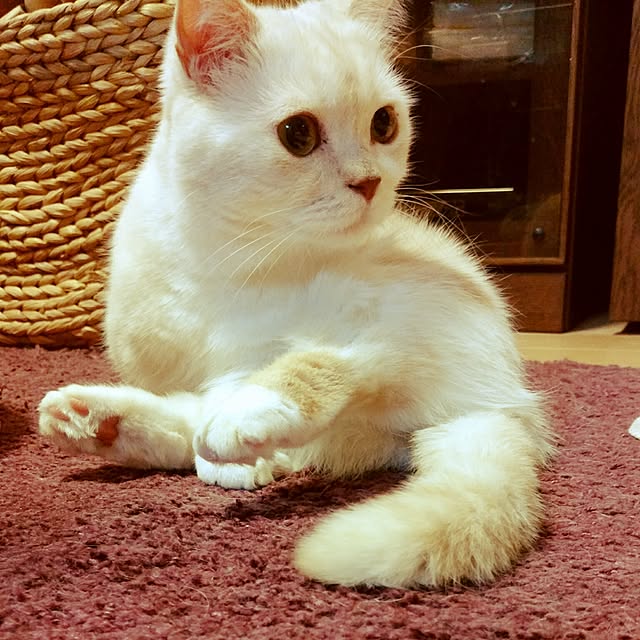 6catsさんの実例写真