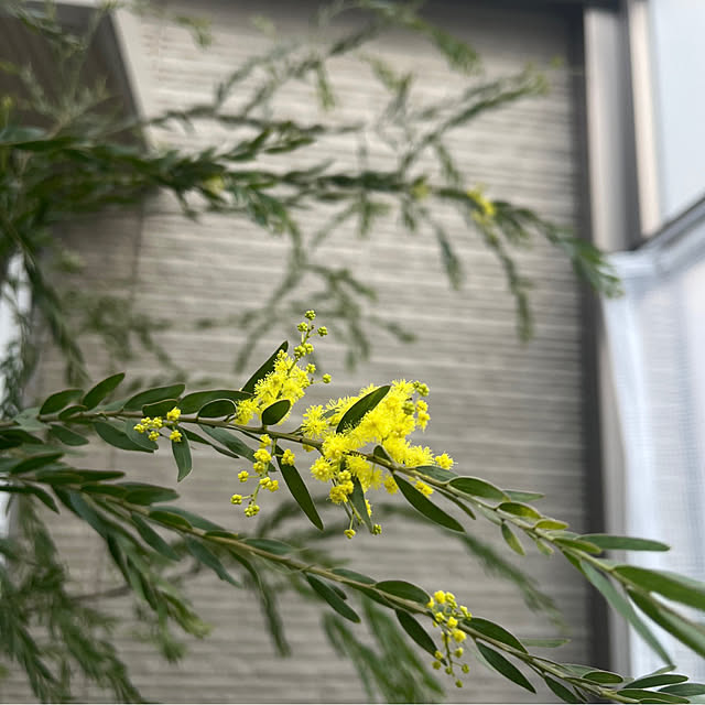 felicityさんの実例写真