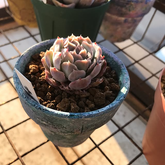 miniさんの実例写真