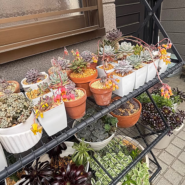 momocchiさんの部屋