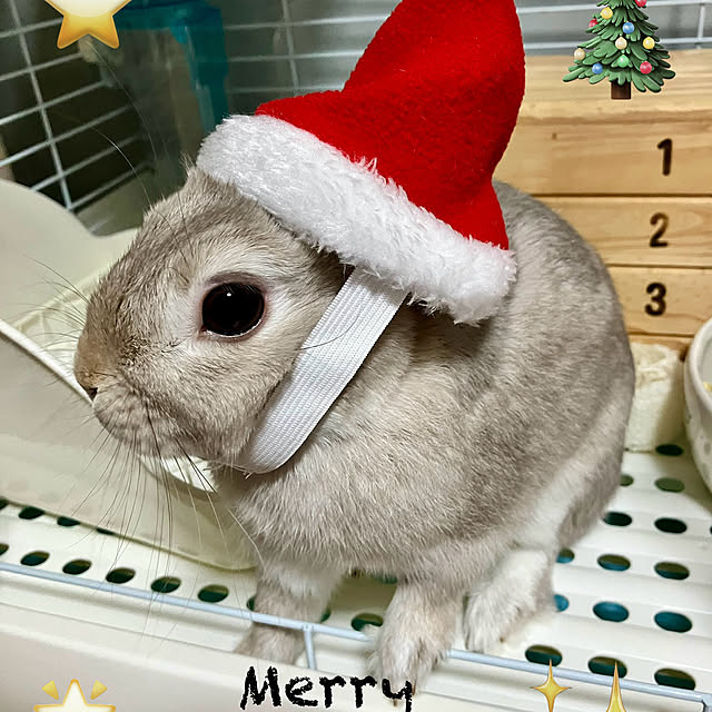 部屋全体/100均/猫用サンタ帽子/クリスマス/うさぎ...などのインテリア実例 - 2023-12-23 22:40:47