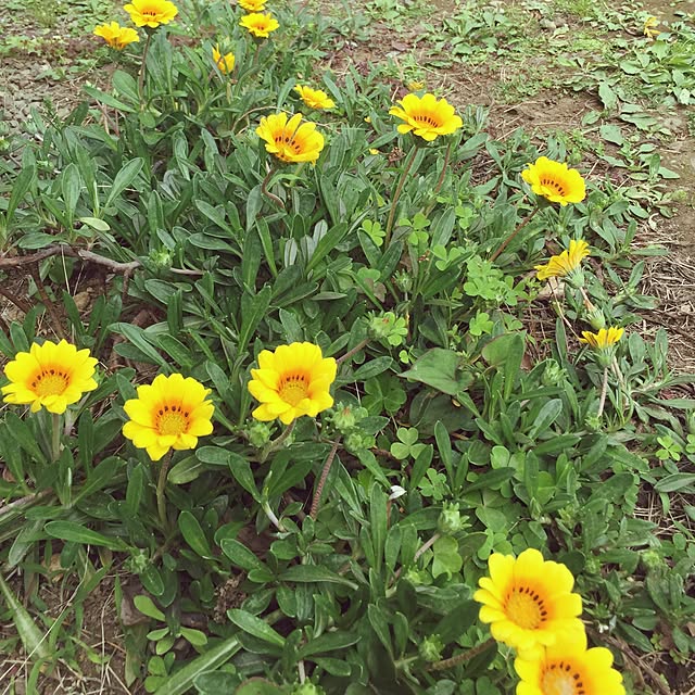 mi-ko.1229さんの実例写真