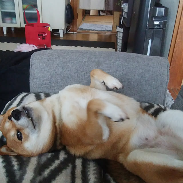 mameさんの実例写真