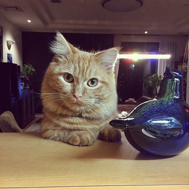 rintomoさんの実例写真