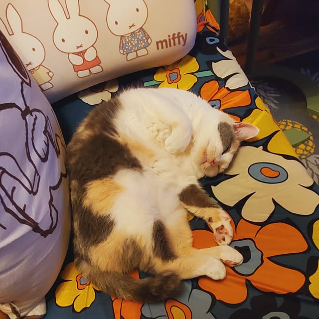 kumutanさんの実例写真