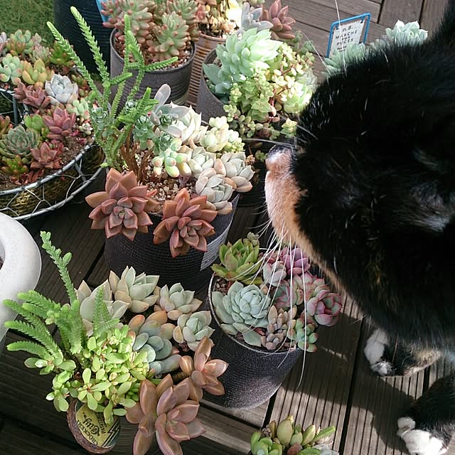 moonさんの実例写真