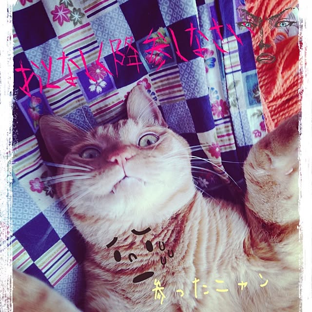 harupisuさんの実例写真