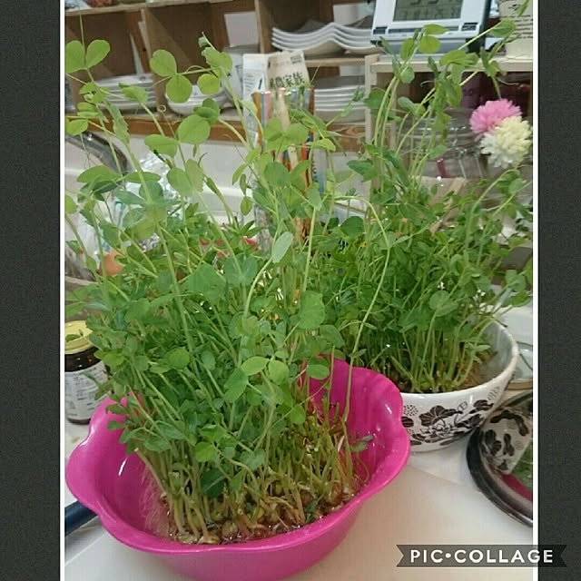 akanegumoさんの実例写真