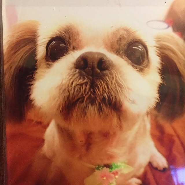 butachanさんの実例写真