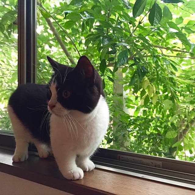 butachanさんの実例写真
