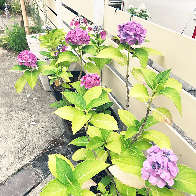 fuwalilyさんの実例写真