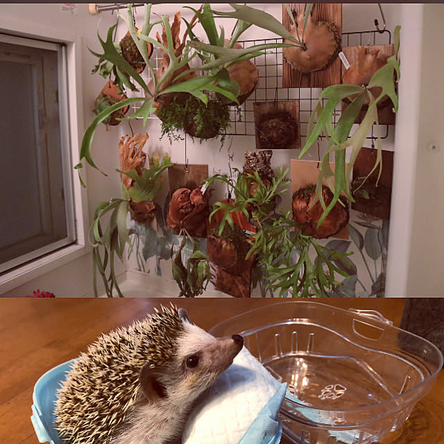 Chikakoさんの実例写真
