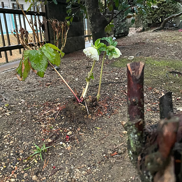 shin0719さんの実例写真