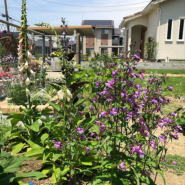 宿根草/ナチュラルガーデンに憧れて/田舎暮らし+ﾟ*/東北/お花のある暮らし♡...などのインテリア実例 - 2021-06-03 12:10:48