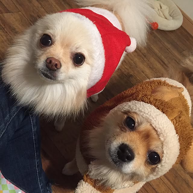 cocoruiさんの実例写真