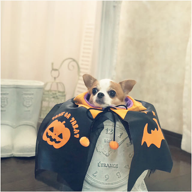 cocoさんの実例写真