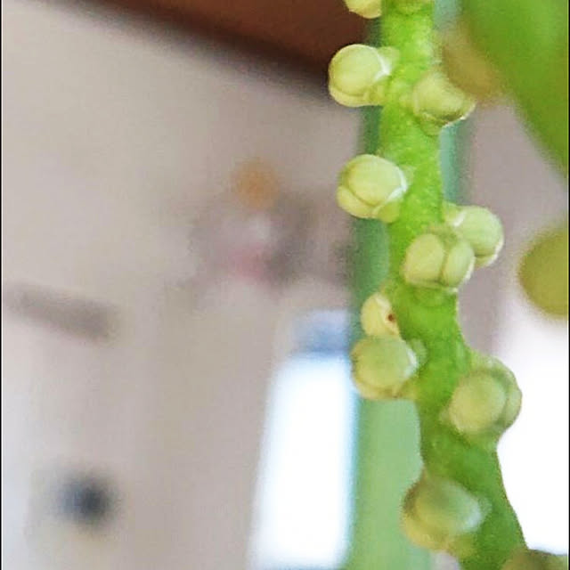 cocosorasakuさんの実例写真