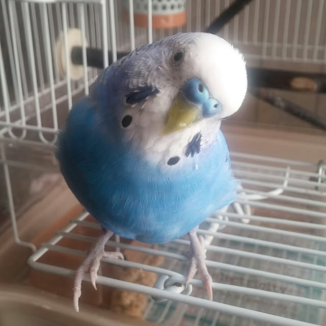 opiopiopiさんの実例写真