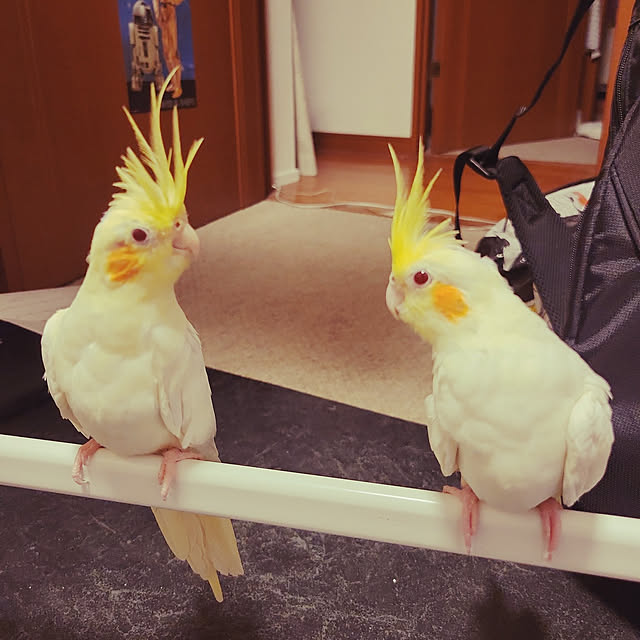 ANTENNAさんの実例写真