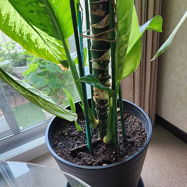 takoさんの実例写真