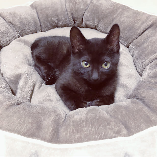 nekomiさんの実例写真
