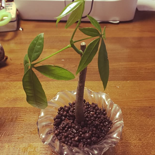棚/観葉植物/ダイソーのインテリア実例 - 2017-01-31 18:45:24