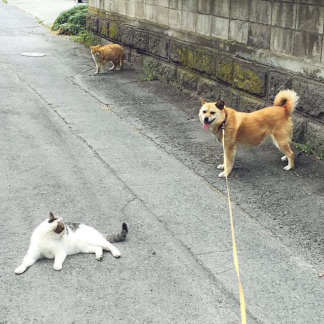実例写真