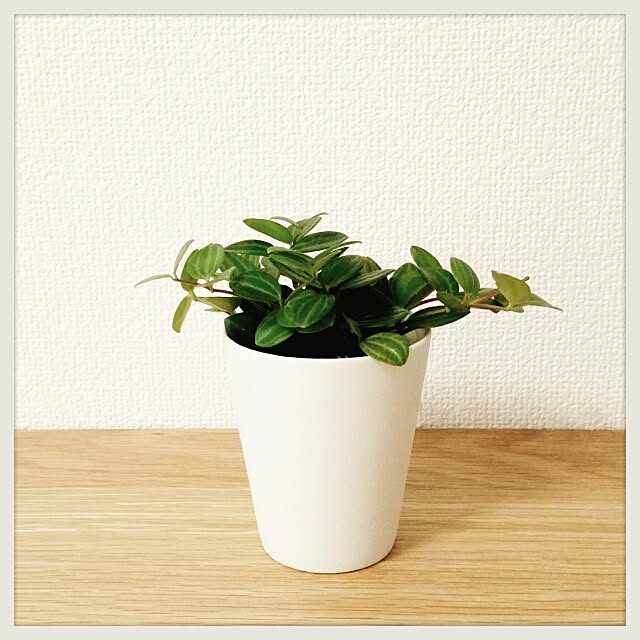 moikkaさんの実例写真