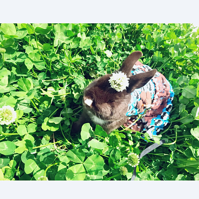 portulacaさんの実例写真