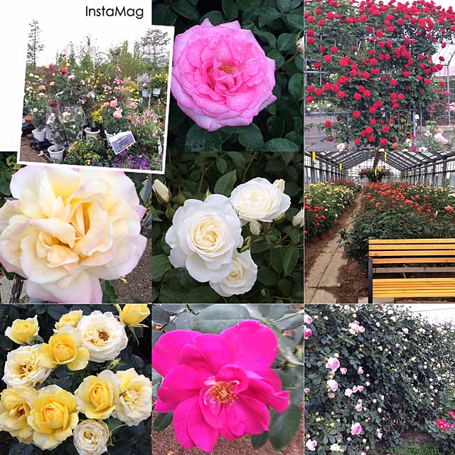 20rose_mamiさんの実例写真