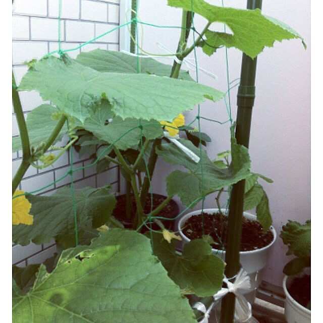 hanachanさんの部屋