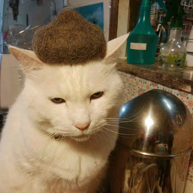 机/男前/猫/猫と暮らす/猫との生活...などのインテリア実例 - 2023-08-25 22:03:41