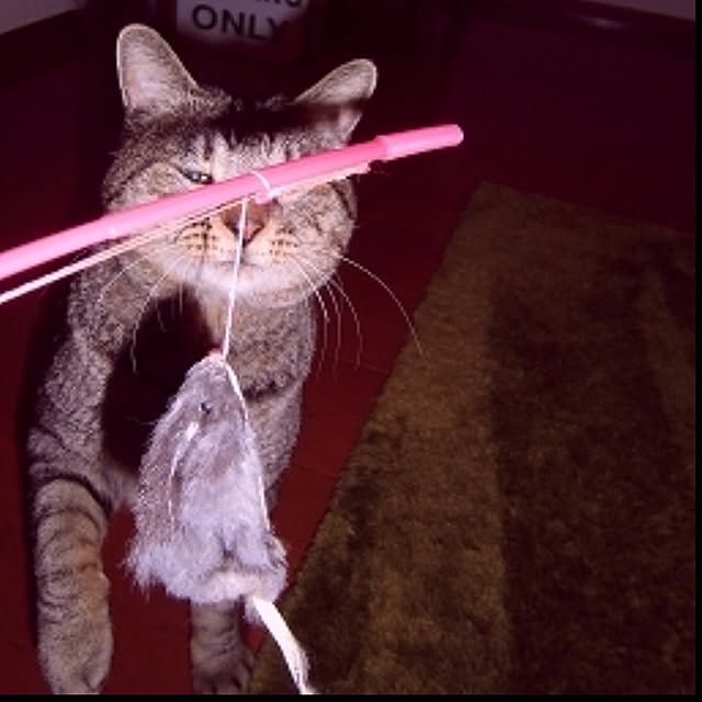 NAOMIさんの実例写真