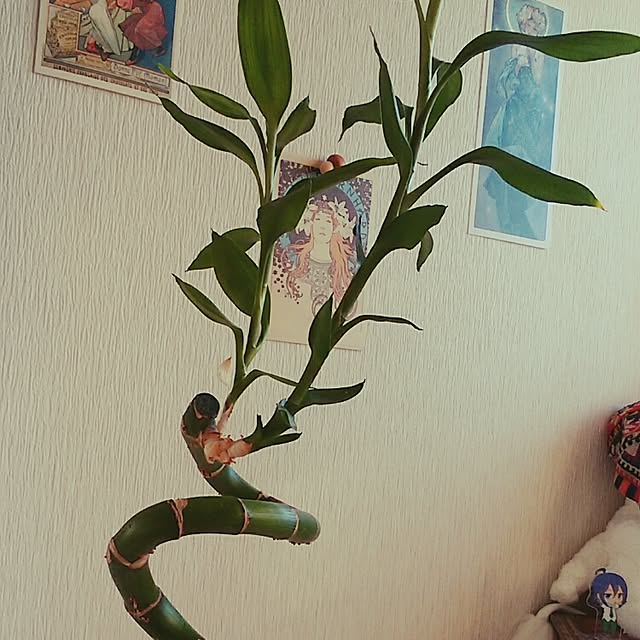 ranaさんの実例写真