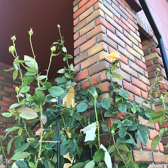 RoseLife5818さんの実例写真