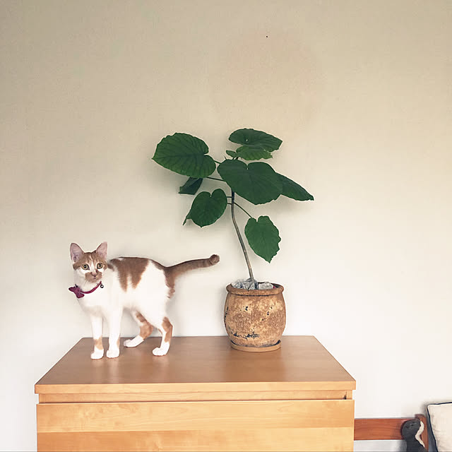 観葉植物/IKEA/ベッド周りのインテリア実例 - 2019-08-27 19:36:37