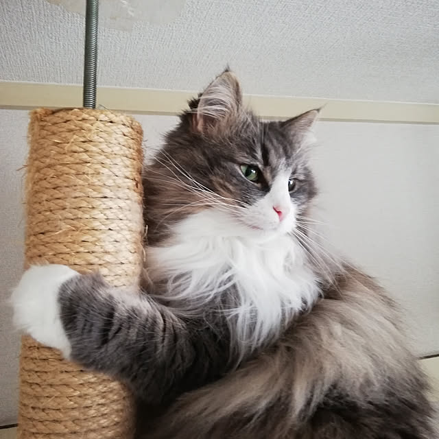 reinamamaさんの実例写真