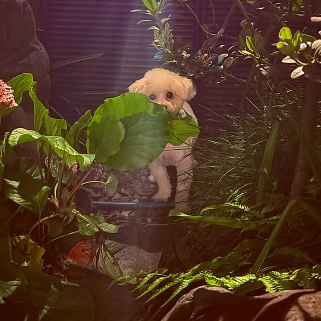 chacoさんの部屋