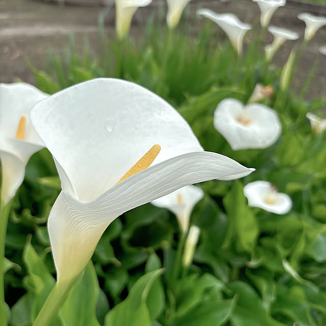 miyu39さんの実例写真