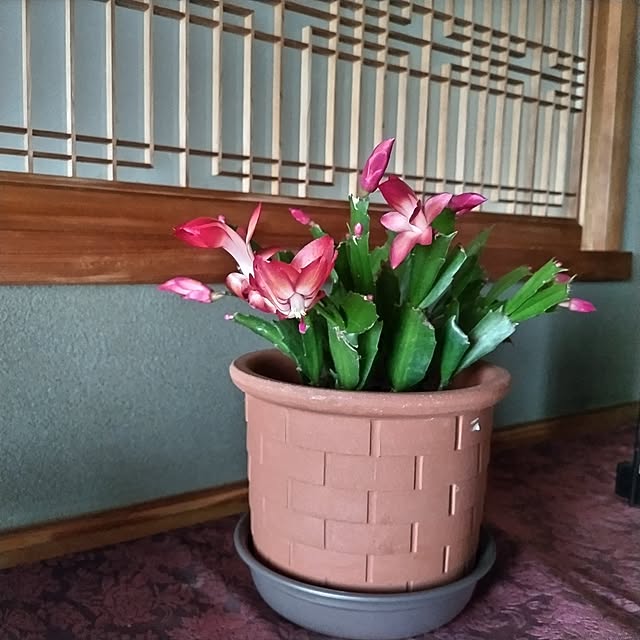 kuririnmamaさんの実例写真