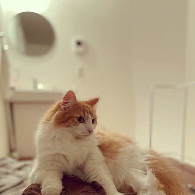 w_fox0713さんの実例写真