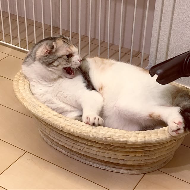 yokkochanさんの実例写真