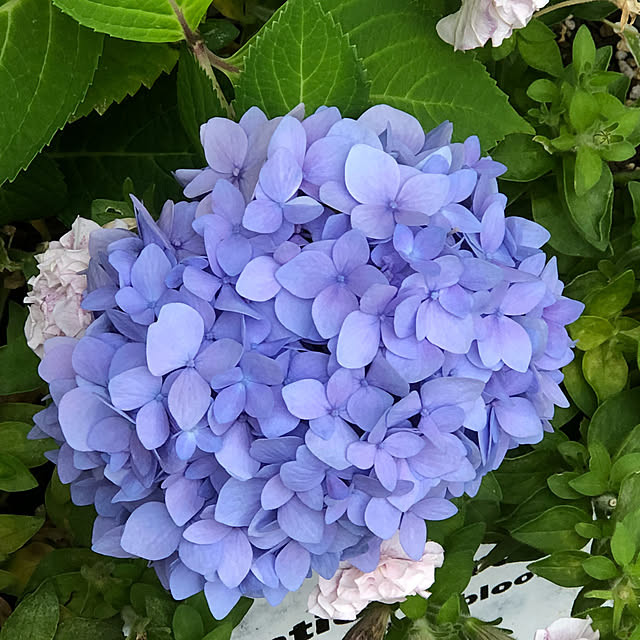 Chigusaさんの実例写真