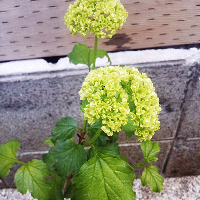 soyokahoさんの実例写真