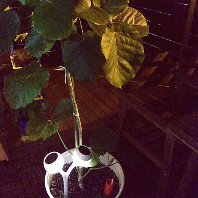 pikaneeさんの実例写真