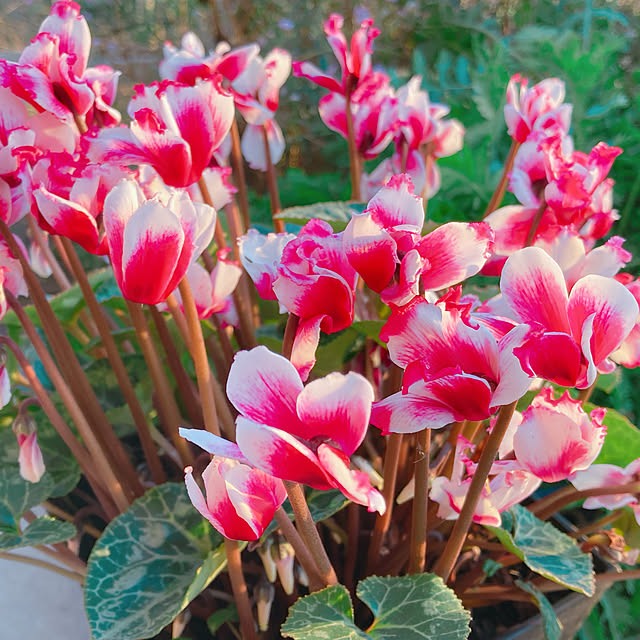 Hanakaさんの部屋