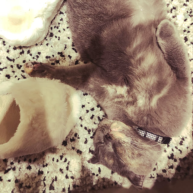 moguさんの実例写真