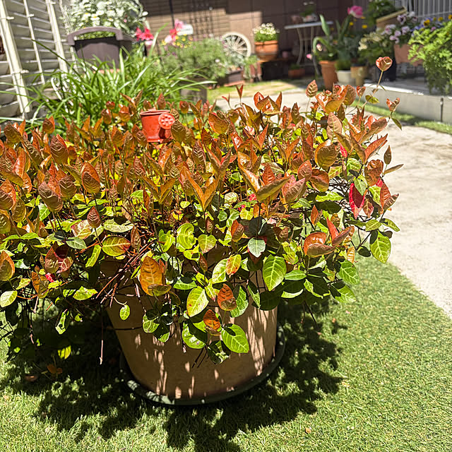 puriyuzuさんの実例写真